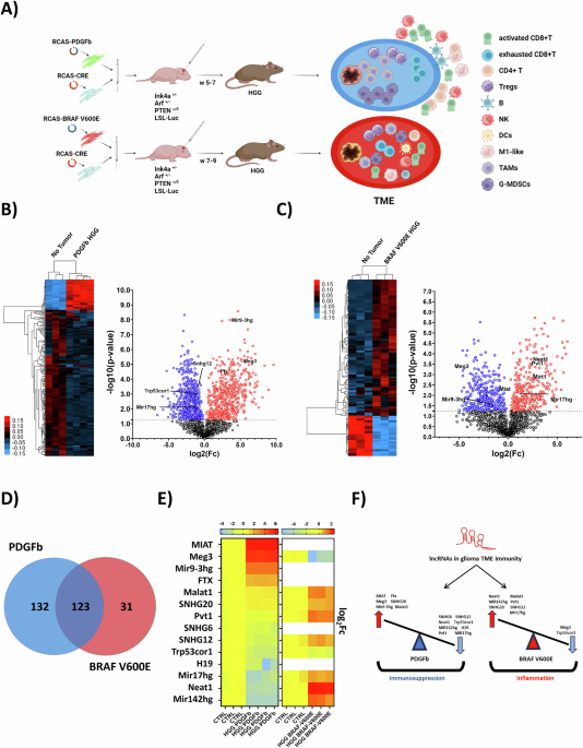 Identification of an immunomodulatory lncRNA signature associated with immune cell reprogramming in high-grade glioma