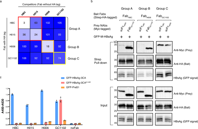 Structural polymorphism of the antigenic loop in HBV surface antigen dictates binding of diverse neutralizing antibodies