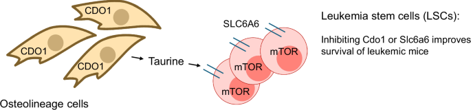 Niche-generated taurine is leukemic fuel
