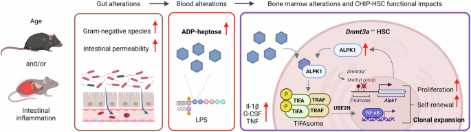 Gut microbiota fuels clonal hematopoiesis