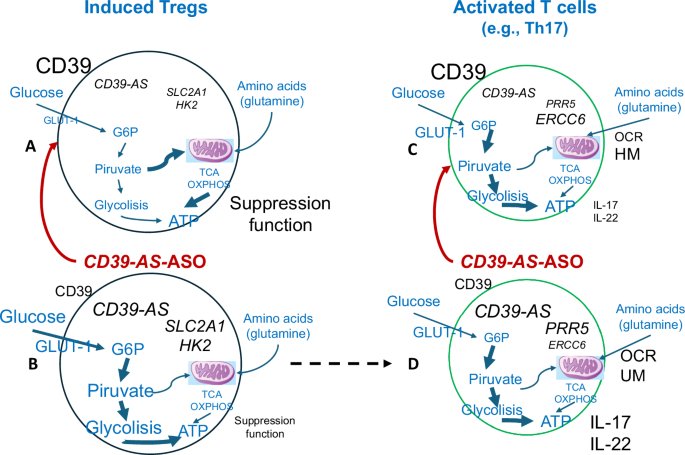 CD39 as a metabolic rheostat of immunoregulation
