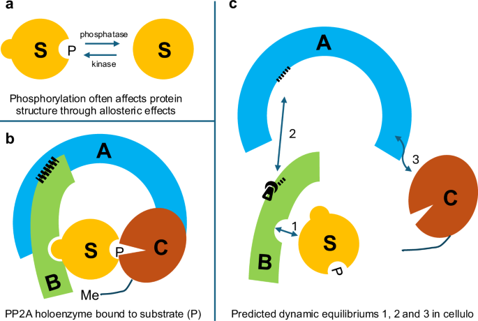 Houge-Janssens syndrome | European Journal of Human Genetics