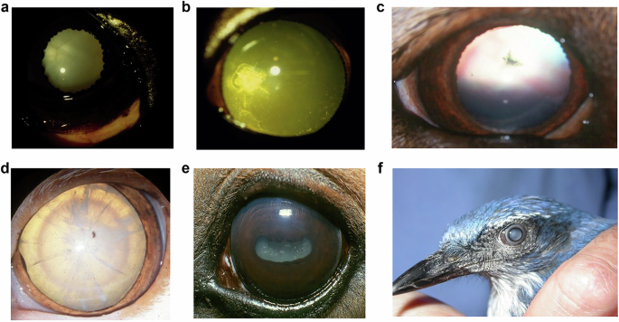 Comparative cataract—lens opacification across species