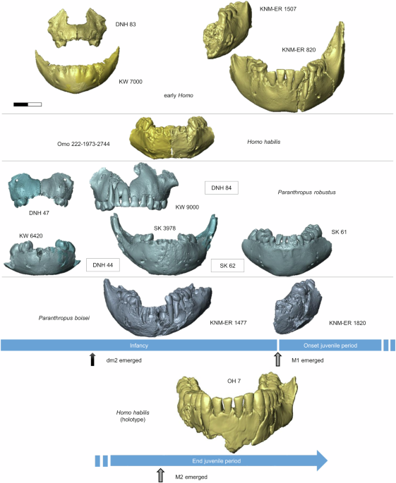 Infant craniofacial diversity in Early Pleistocene Homo