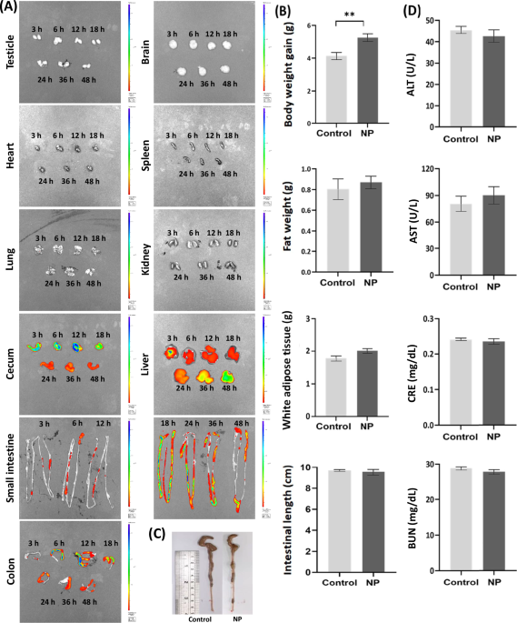 Polystyrene nanoplastics disrupt the intestinal microenvironment by altering bacteria-host interactions through extracellular vesicle-delivered microRNAs