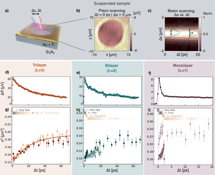 Transient ultrafast and negative diffusion of charge carriers in suspended MoSe2 from multilayer to monolayer