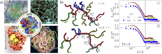 Giant activity-induced elasticity in entangled polymer solutions