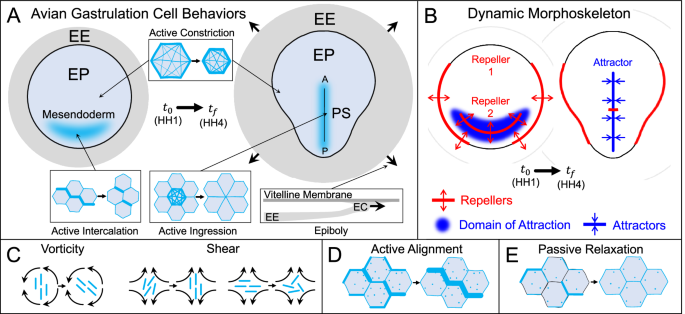 Control of tissue flows and embryo geometry in avian gastrulation