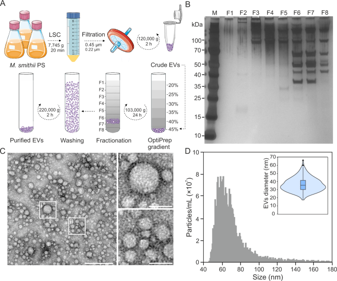 Biogenesis of DNA-carrying extracellular vesicles by the dominant human gut methanogenic archaeon