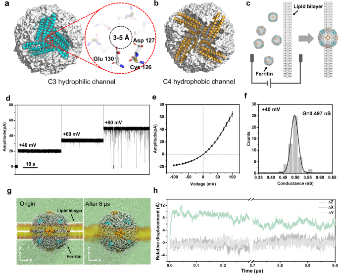 Native globular ferritin nanopore sensor