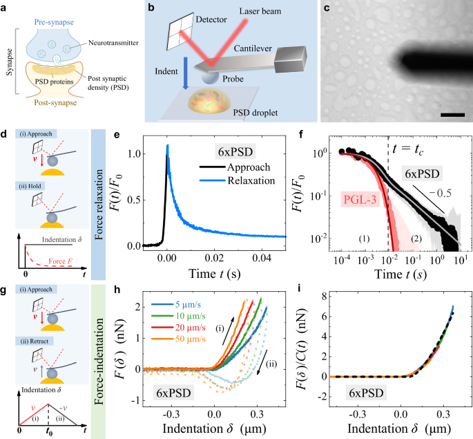 Emergent mechanics of a networked multivalent protein condensate