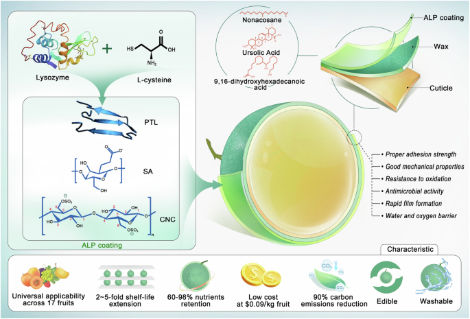 Preserving fruit freshness with amyloid-like protein coatings
