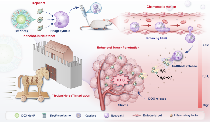 A self-directed Trojanbot-enzymatic nanobot in neutrobot for active target therapy of glioblastoma