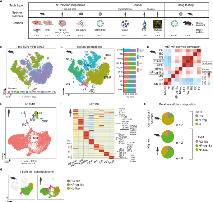 ETMR stem-like state and chemo-resistance are supported by perivascular cells at single-cell resolution