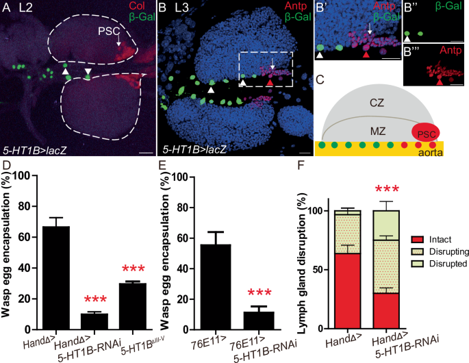 Serotonergic neurons regulate the Drosophila vascular niche to control immune stress hematopoiesis