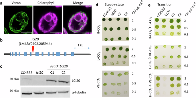 The green algae CO2 concentrating mechanism and photorespiration jointly operate during acclimation to low CO2