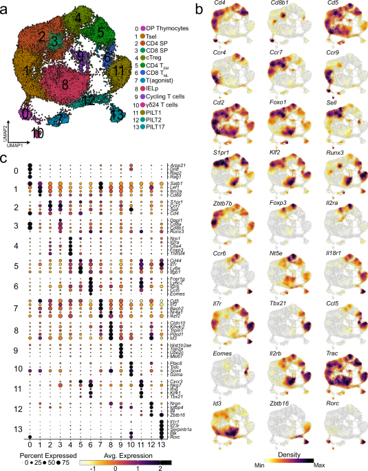 Developmental features and unique characteristics of peptide-specific PLZF+ innate-like T cells in mice