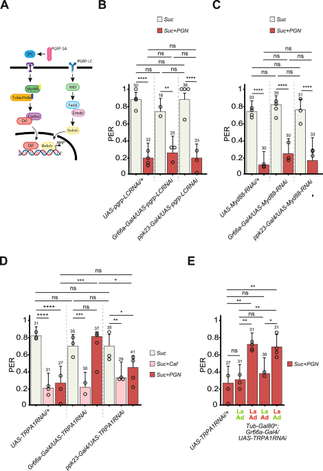 Author Correction: Larval microbiota primes the Drosophila adult gustatory response