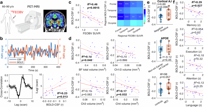 Cholinergic basal forebrain neurons regulate vascular dynamics and cerebrospinal fluid flux