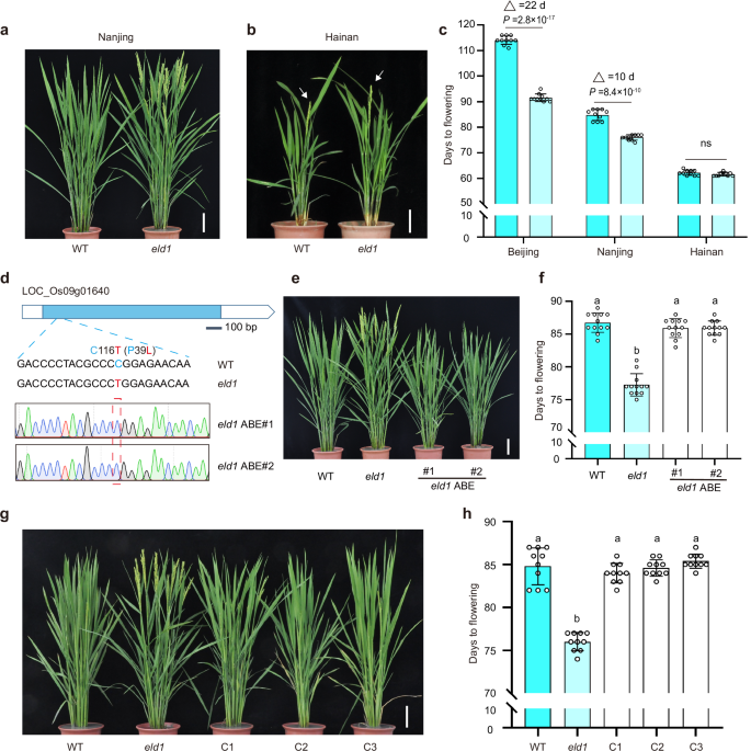 ELD1 mediates photoperiodic flowering via OsCCA1 alternative splicing and interacts with phytochrome signaling in rice