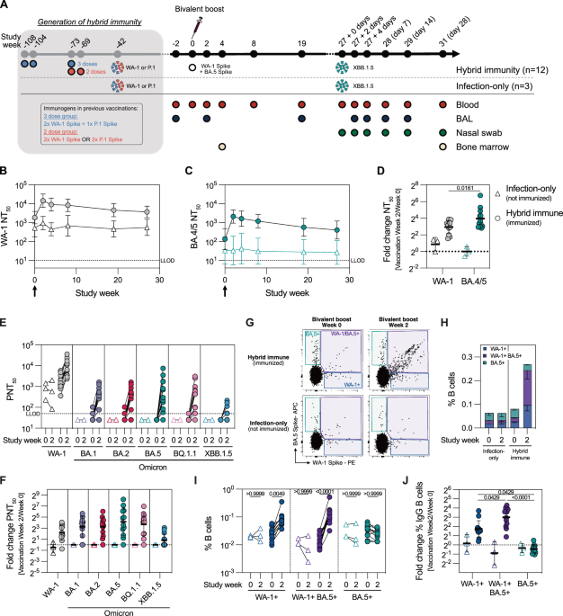 Coordinated early immune response in the lungs is required for effective control of SARS-CoV-2 replication