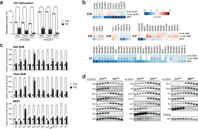 The mitochondrial methylation potential gates mitoribosome assembly