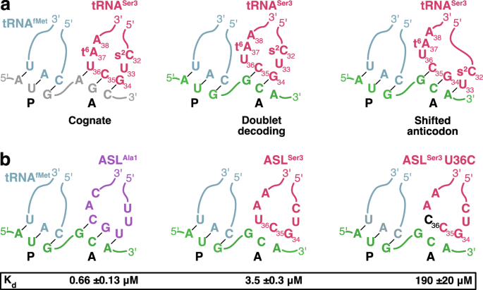 Doublet decoding of tRNASer3 demonstrates plasticity of ribosomal decoding center