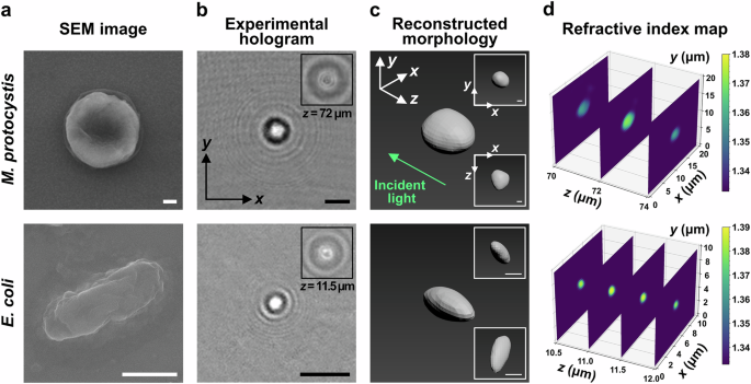 Author Correction: Single-shot reconstruction of three-dimensional morphology of biological cells in digital holographic microscopy using a physics-driven neural network