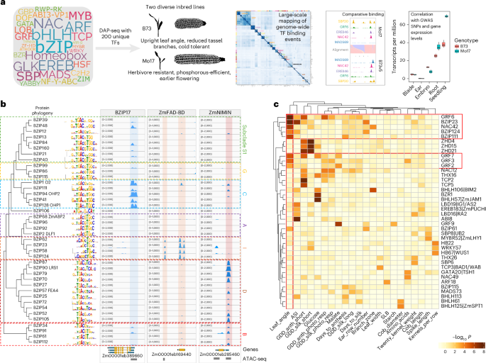 Transcription factor binding divergence drives transcriptional and phenotypic variation in maize