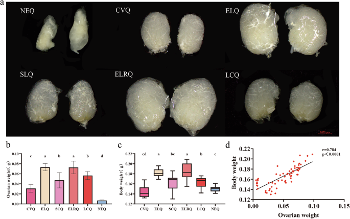 The role of gut microbiota-gonadal axis in ovary activation of Asian honey bee (Apis cerana) queens