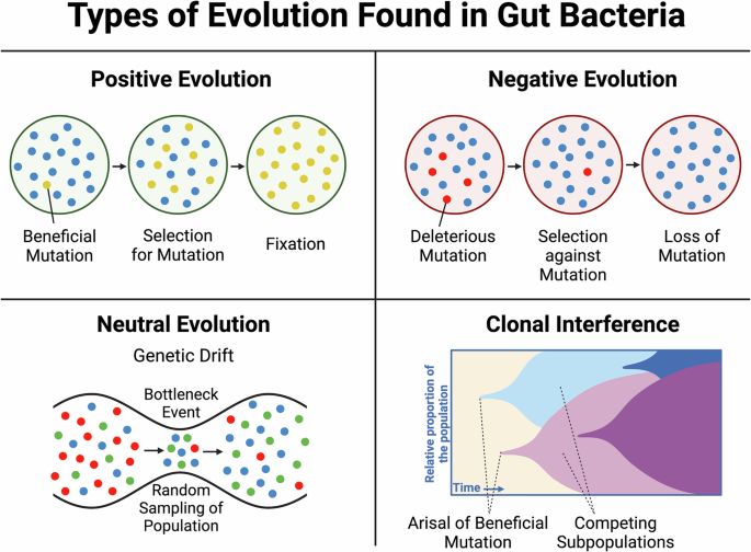 Evolutionary adaptation of probiotics in the gut: selection pressures, optimization strategies, and regulatory challenges