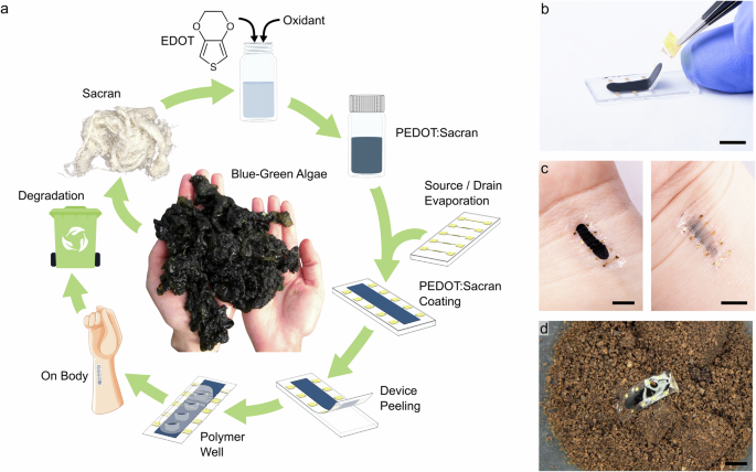 Algal polysaccharide Sacran-based conductive nanocomposites for ultrathin flexible and biodegradable organic electrochemical transistors