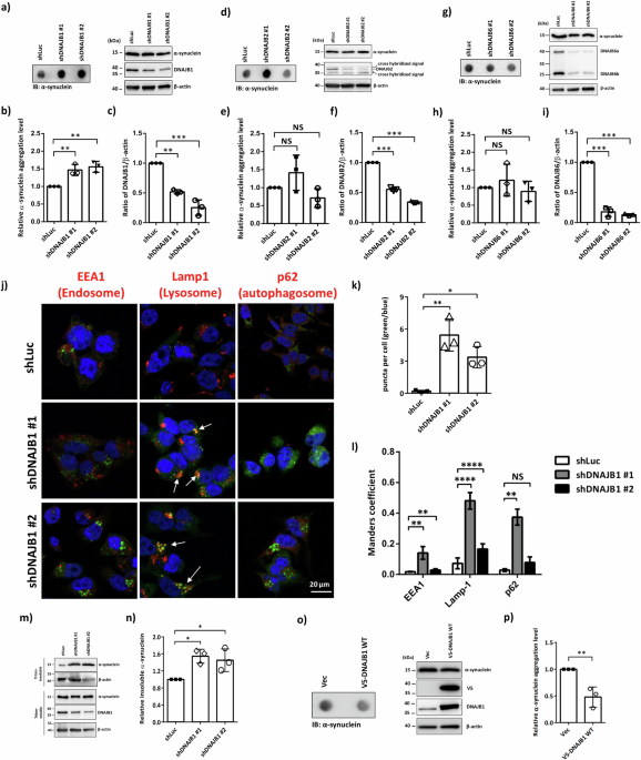 EGFR phosphorylates DNAJB1 to suppress α-synuclein aggregation in Parkinson’s disease