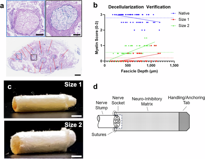 Prevention of nerve growth and evoked pain with a nerve cap graft device