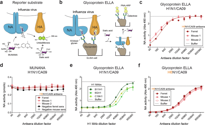 Influenza neuraminidase active site proximity assay for rapid profiling of inhibitory antibodies and antigenic drift