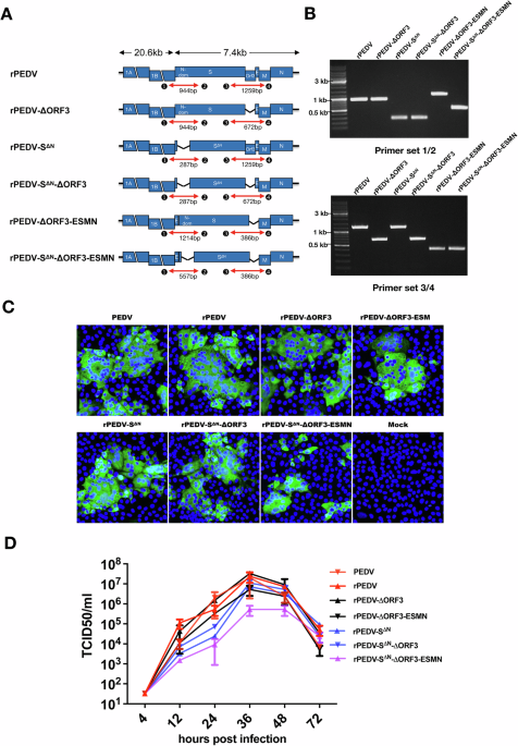 Safety and efficacy of live attenuated PEDV vaccines for neonatal protection