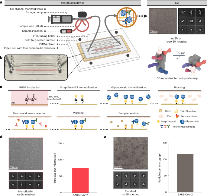 Microfluidics combined with electron microscopy for rapid and high-throughput mapping of antibody–viral glycoprotein complexes