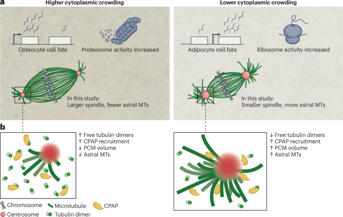 Cytoplasmic control of spindle architecture