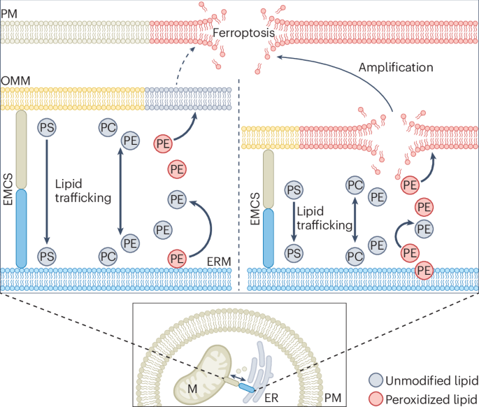 Organelle conversations drive ferroptosis | Nature Cell Biology