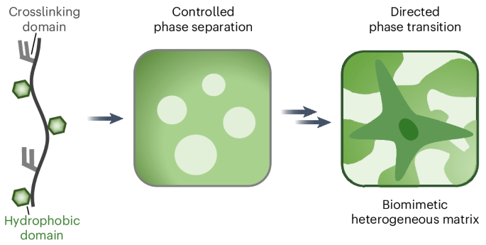 A designer minimalistic model parallels the phase-separation-mediated assembly and biophysical cues of extracellular matrix