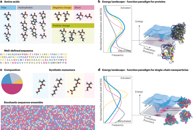 Function without form in synthetic polymers mimicking protein hydration