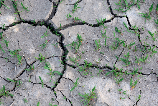 Plant processes matter | Nature Climate Change