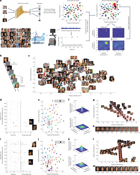 Feature-based encoding of face identity by single neurons in the human amygdala and hippocampus