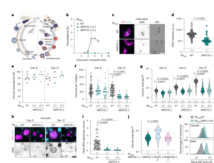 An atypical Arp2/3 complex is required for Plasmodium DNA segregation and malaria transmission