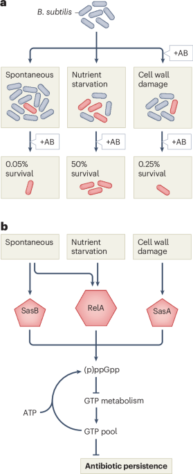 Flipping the magic switch to persistence via GTP depletion