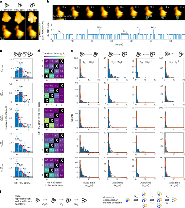 Modulation of SARS-CoV-2 spike binding to ACE2 through conformational selection