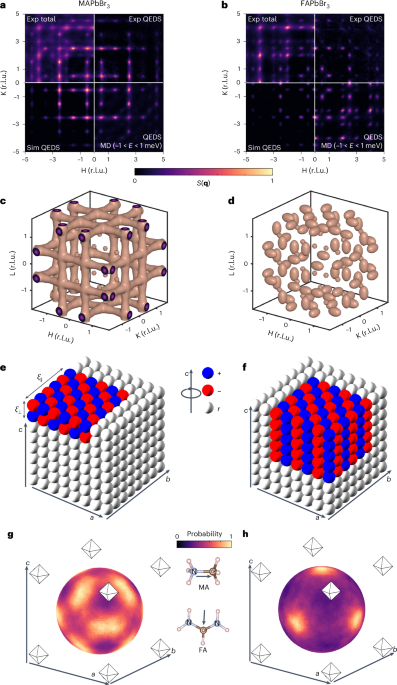 Dynamic nanodomains dictate macroscopic properties in lead halide perovskites