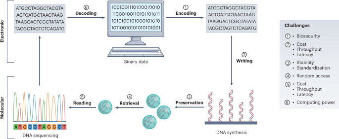 Challenges and opportunities in DNA computing and data storage