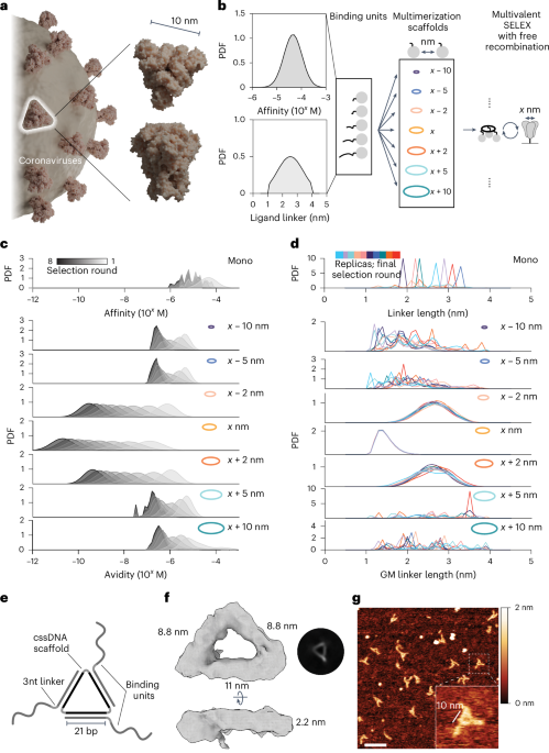 Evolution of multivalent supramolecular assemblies of aptamers with target-defined spatial organization