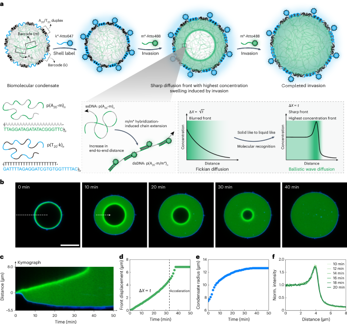 Ballistic diffusion fronts in biomolecular condensates